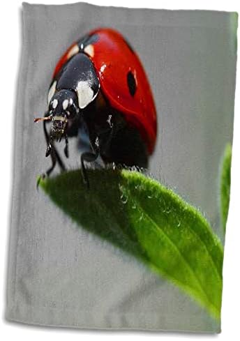 3dRose Florene Nature - Uğur Böceği Çok Yakın - Havlular (twl-62380-1)
